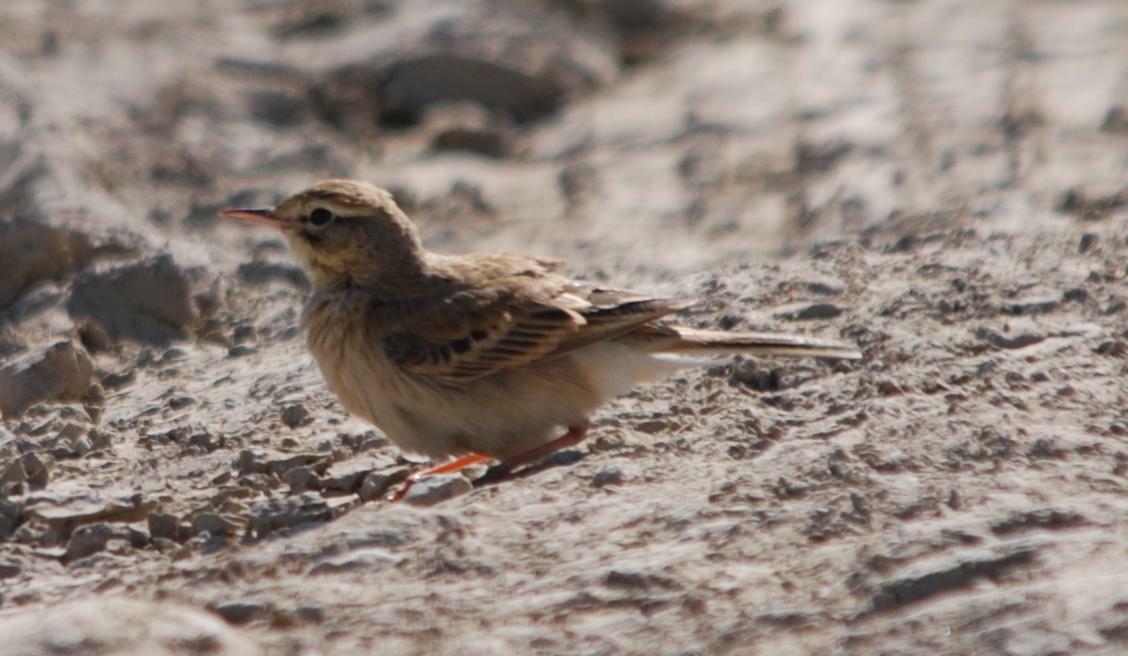 Calandro o Calandro maggiore?